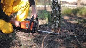 Professional  Tree Services in Black Forest, CO